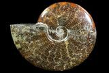 Polished, Agatized Ammonite (Cleoniceras) - Madagascar #88130-1